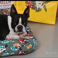 Boston Terrier