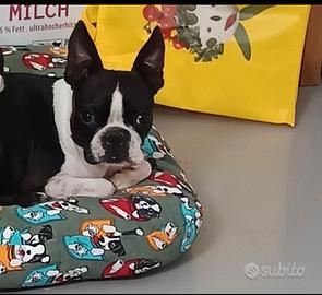 Boston Terrier