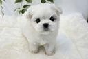 cucciolo-di-maltese-con-pedigree