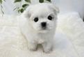Cucciolo di Maltese con Pedigree