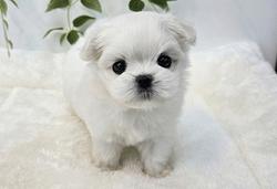 Cucciolo di Maltese con Pedigree