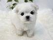 Cucciolo di Maltese con Pedigree