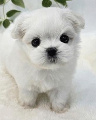 Cucciolo di Maltese con Pedigree