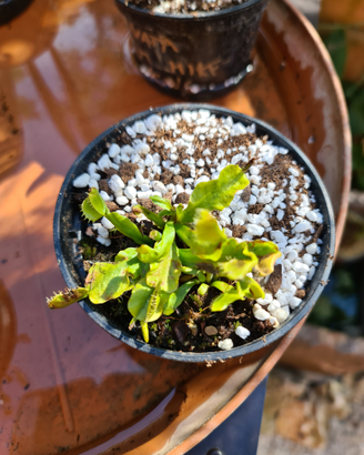 Dionaea muscipula