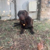 Ladrador marrone per accoppiamento