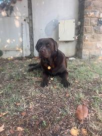 Ladrador marrone per accoppiamento