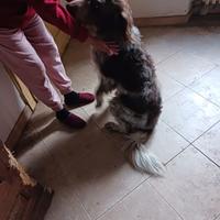 Cane meticcio media taglia 5 anni circa