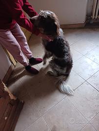 Cane meticcio media taglia 5 anni circa