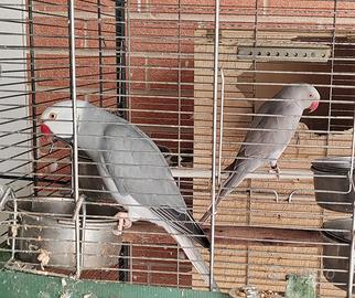 Parrocchetto