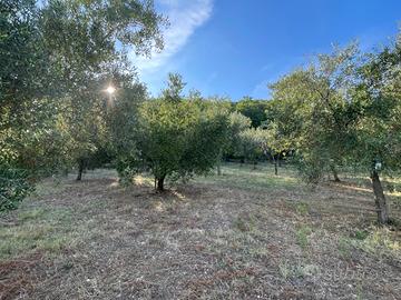 Terreno agricolo più porzione con rustico edificab