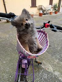 Spitz piccolo cuccioli