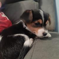 Cuccioli taglia piccola