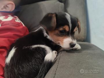 Cuccioli taglia piccola