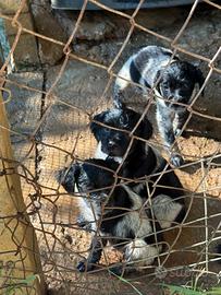 Cuccioli di Breton