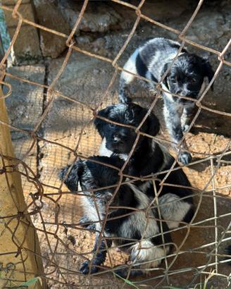 Cuccioli di Breton