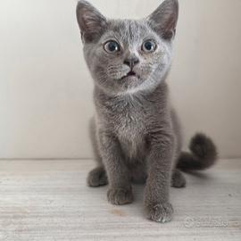 Cuccioli British Shorthair e Scottish Fold
