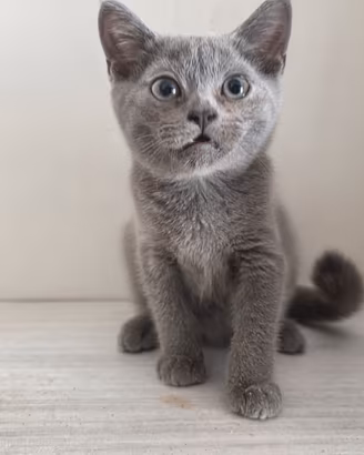 Cuccioli British Shorthair e Scottish Fold