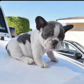 Bulldog francese esotica bianco e blu