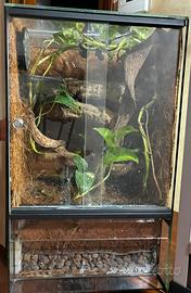 Terrario per geco ciliatus