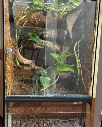 Terrario per geco ciliatus