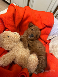 Cucciola barboncino minitoy