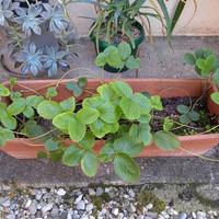 Piante di fragole perenni - agricoltura biologica 