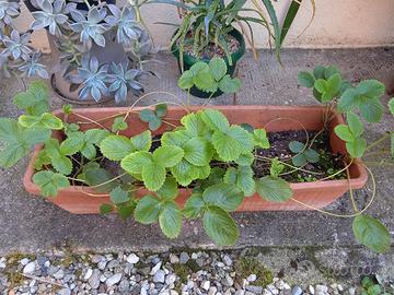 Piante di fragole perenni - agricoltura biologica 