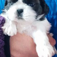 Cuccioli di Shih tzu