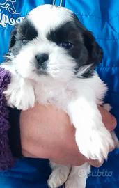 Cuccioli di Shih tzu