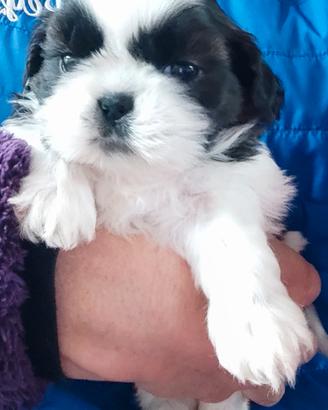 Cuccioli di Shih tzu