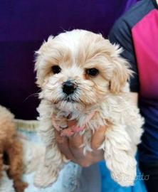 Cucciolata maltipoo maschi e femmine