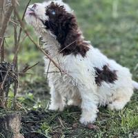 Lagotto romagnolo