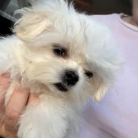 Maltese puro coreano, linea big eyes maschio 5mesi