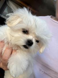Maltese puro coreano, linea big eyes maschio 5mesi