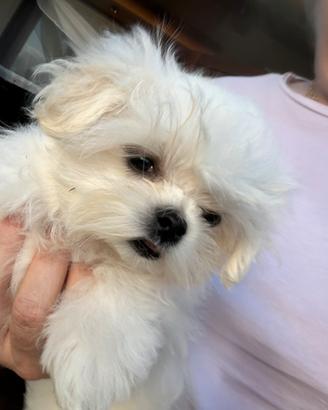 Maltese puro coreano, linea big eyes maschio 5mesi