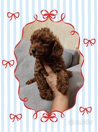 barboncino toy