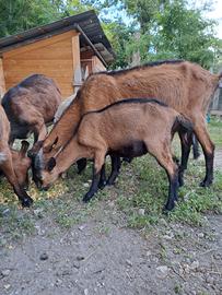 Capretto camosciata d.alpi