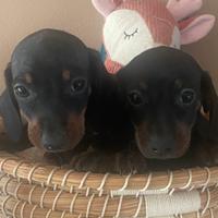 Cuccioli allevati da noi ( bassotti 2 mesi)