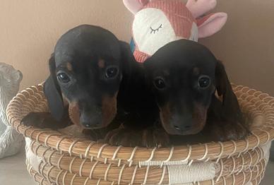 Cuccioli allevati da noi ( bassotti 2 mesi)