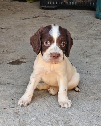 Cuccioli Springer spaniel