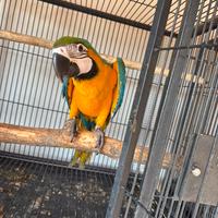 Ara Ararauna allevata a mano