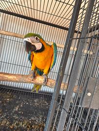 Ara Ararauna allevata a mano