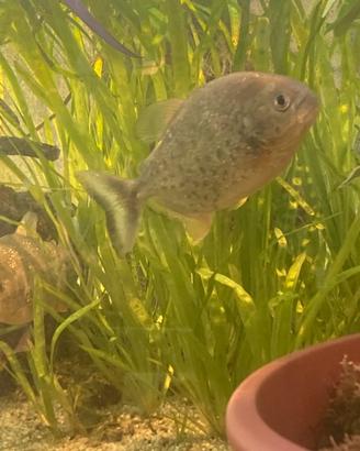 3 Piranha nettereri+acquario