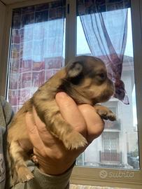 Cucciole di chihuahua