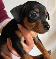 Cucciolo pinscher nano