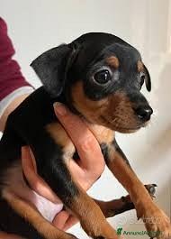 Cucciolo pinscher nano