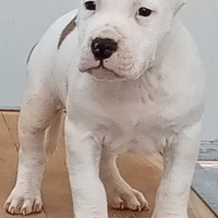 Cuccioli Amstaff con pedigree