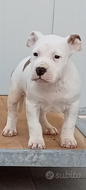 Cuccioli Amstaff con pedigree