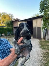 Cuccioli mix Drahthaar & Spinone