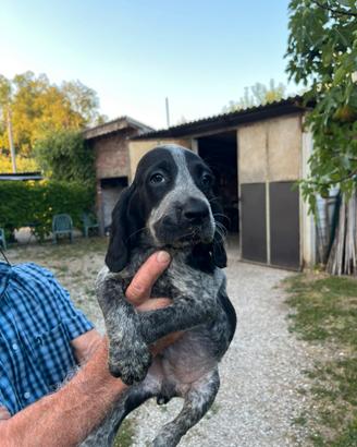 Cuccioli mix Drahthaar & Spinone